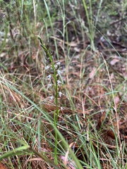 Prasophyllum brevilabre