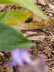 Calliphora vicina