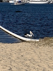 Pelecanus conspicillatus