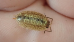 Porcellio monticola