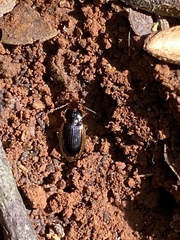 Coleoptera