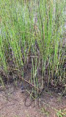 Equisetum fluviatile