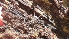 Oligolophinae