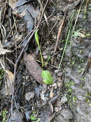 Pterostylis curta