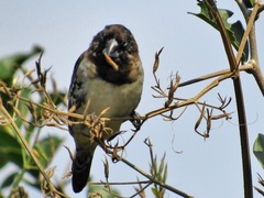 Spermestes cucullata scutata