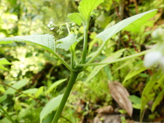 Klaprothia mentzelioides