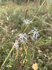 Dianthus superbus