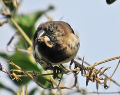 Spermestes cucullata scutata