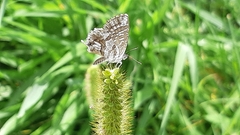 Cacyreus marshalli