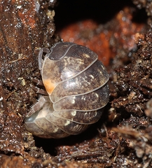Armadillidium vulgare