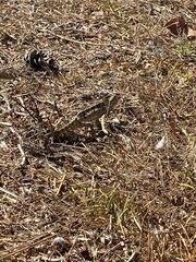 Chamaeleo chamaeleon chamaeleon