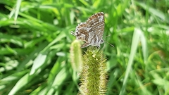 Cacyreus marshalli