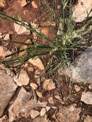 Osyris alba