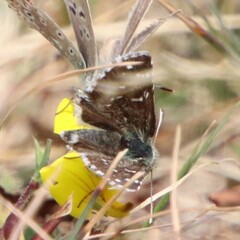 Pyrginae