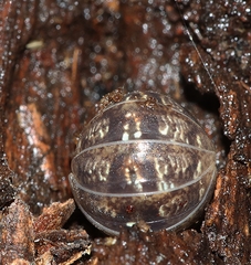 Armadillidium vulgare