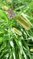 Cacyreus marshalli