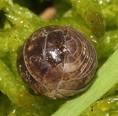 Armadillidium vulgare