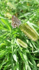 Cacyreus marshalli