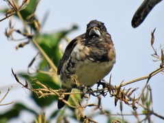 Spermestes cucullata scutata