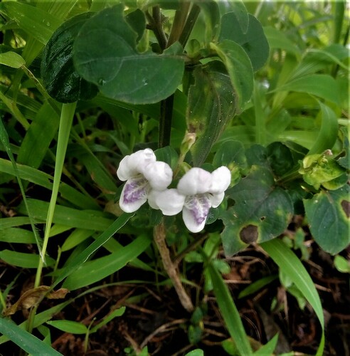 Asystasia gangetica subsp. micrantha image