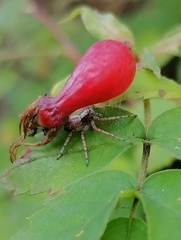 Philodromus aureolus