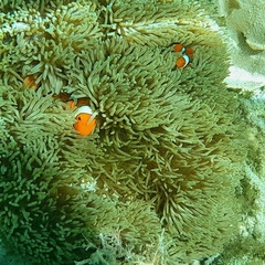 Amphiprion percula