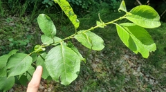 Salix caprea