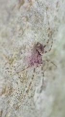 Drapetisca socialis