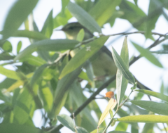 Phylloscopus trochilus