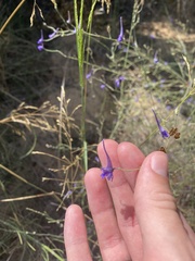 Delphinium gracile