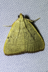 Hypsopygia albidalis