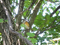Turdus hortulorum
