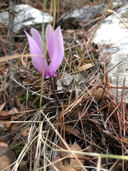 Cyclamen graecum graecum