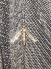 Nephrotoma appendiculata
