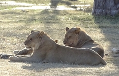 Panthera leo melanochaita