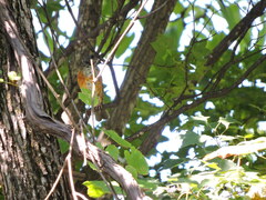 Turdus hortulorum