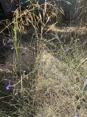 Delphinium gracile