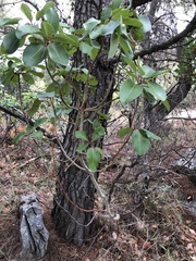 Arbutus