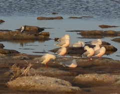 Chroicocephalus genei