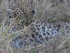 Panthera pardus pardus
