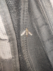 Nephrotoma appendiculata