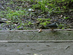 Sitta europaea