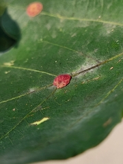 Neuroterus quercusbaccarum