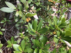 Arbutus andrachne