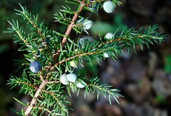 Juniperus communis saxatilis