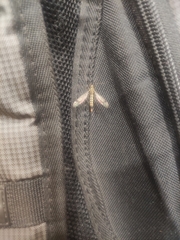 Nephrotoma appendiculata