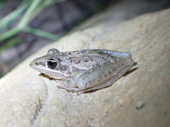 Litoria nasuta