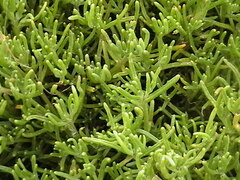 Suaeda albescens
