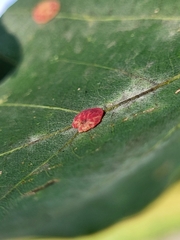 Neuroterus quercusbaccarum