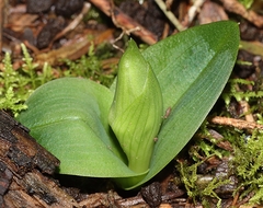 Chiloglottis valida